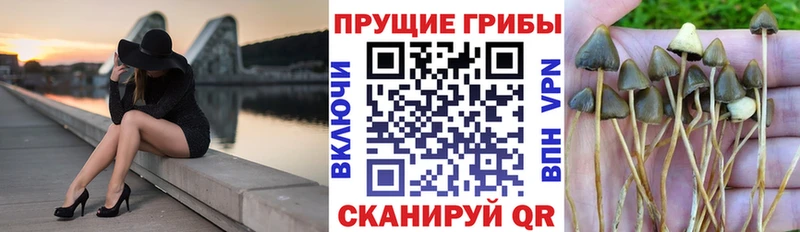 Галлюциногенные грибы Psilocybine cubensis  mega ТОР  Высоковск 